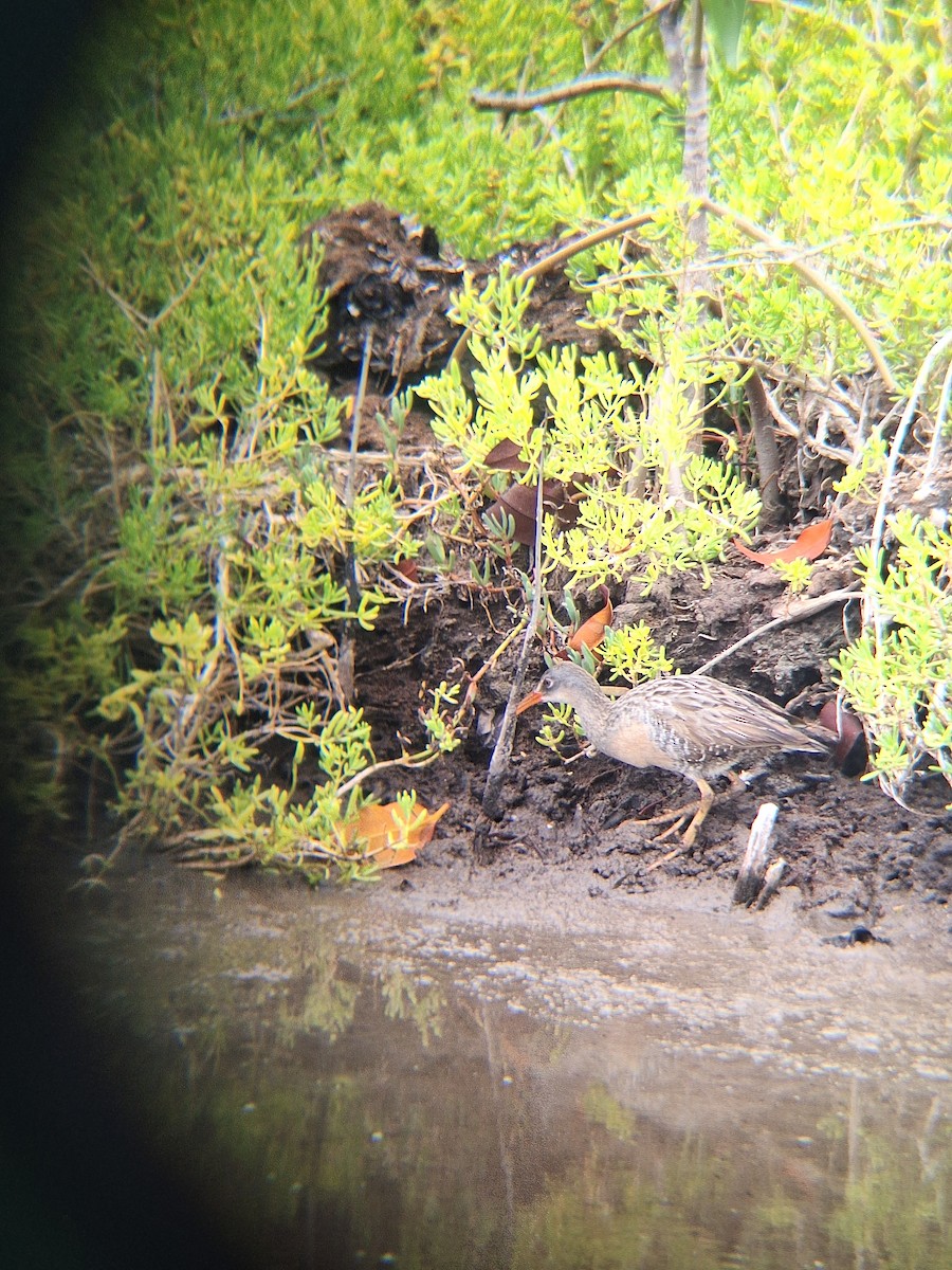 chřástal atlantický - ML638819850