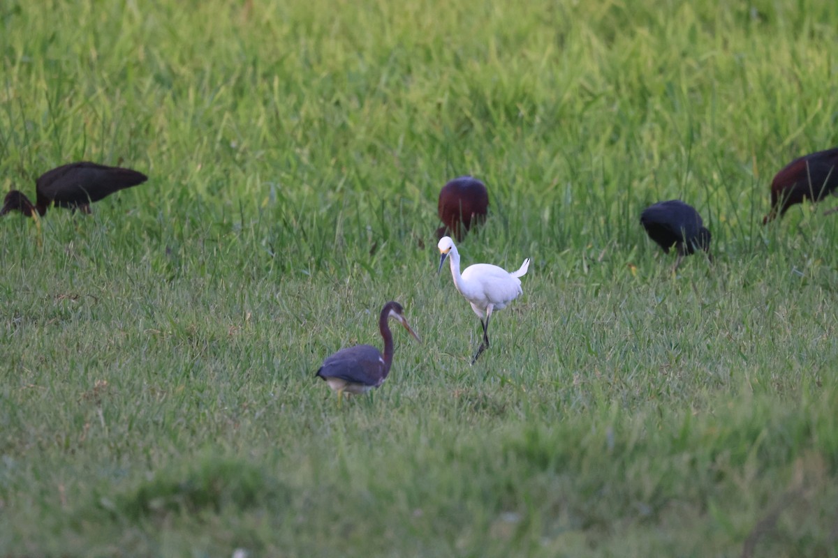 Snowy Egret - ML638819861