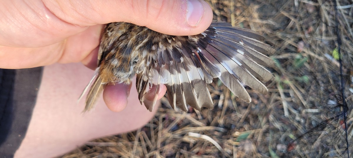 Brown Creeper - ML638819893