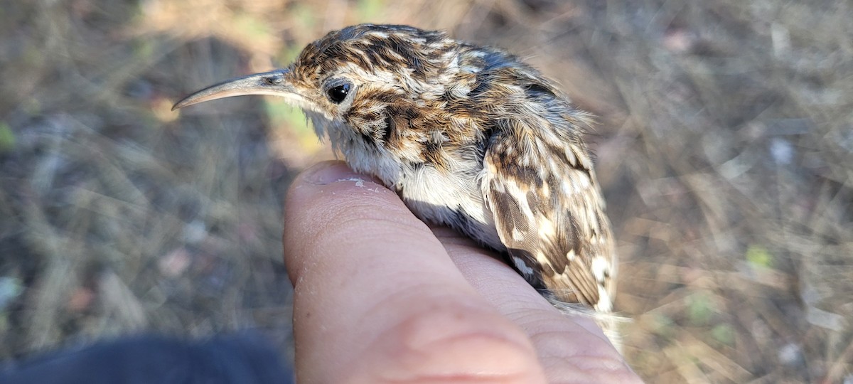 Brown Creeper - ML638819894