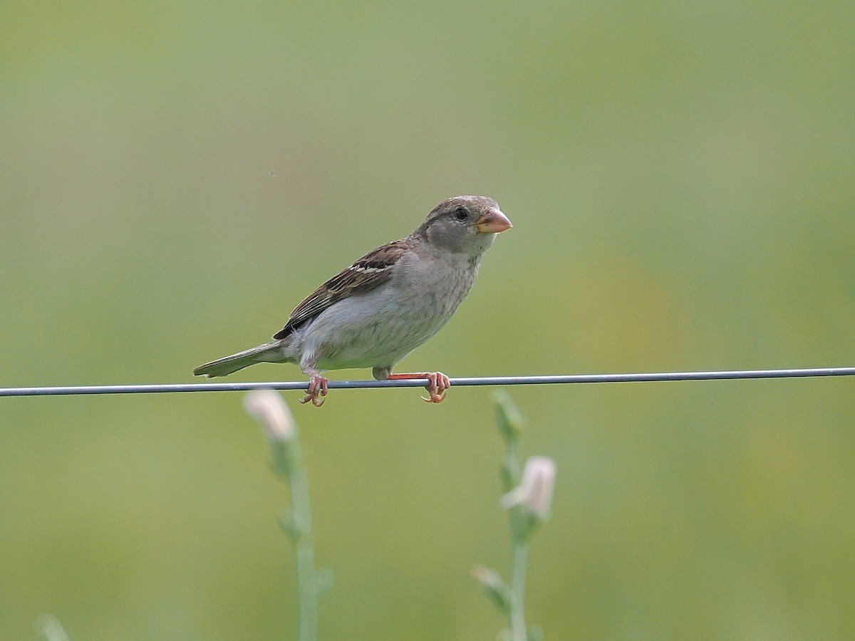 Moineau domestique - ML638819902