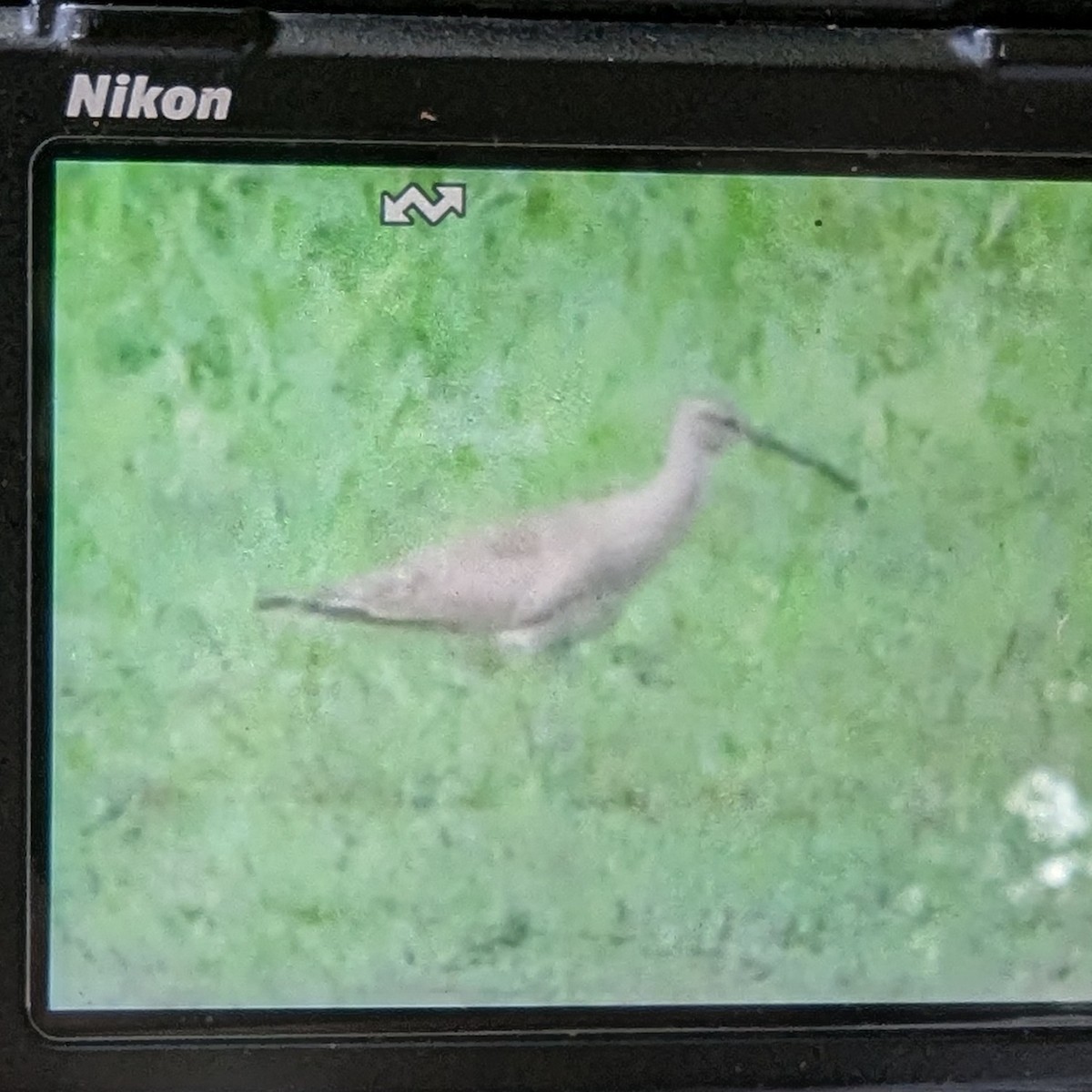 Hudsonian Whimbrel - ML638819931