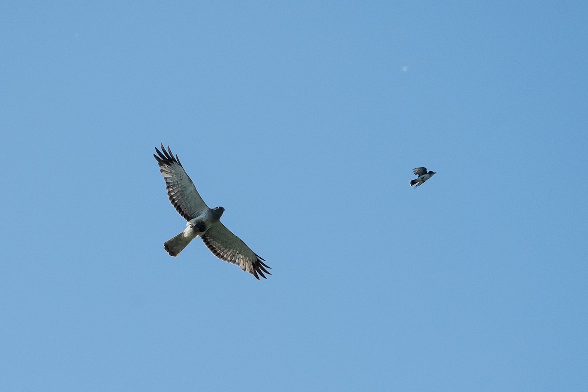Northern Harrier - ML638819949
