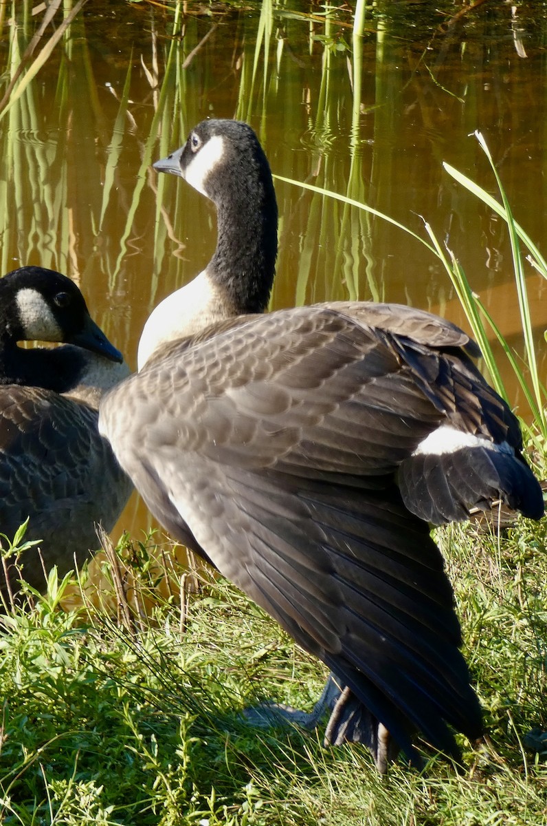 Canada Goose - ML638819950