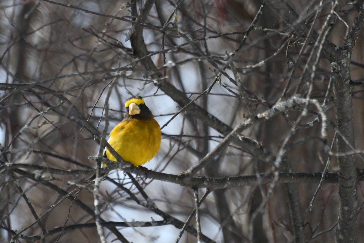 Evening Grosbeak - ML638819952