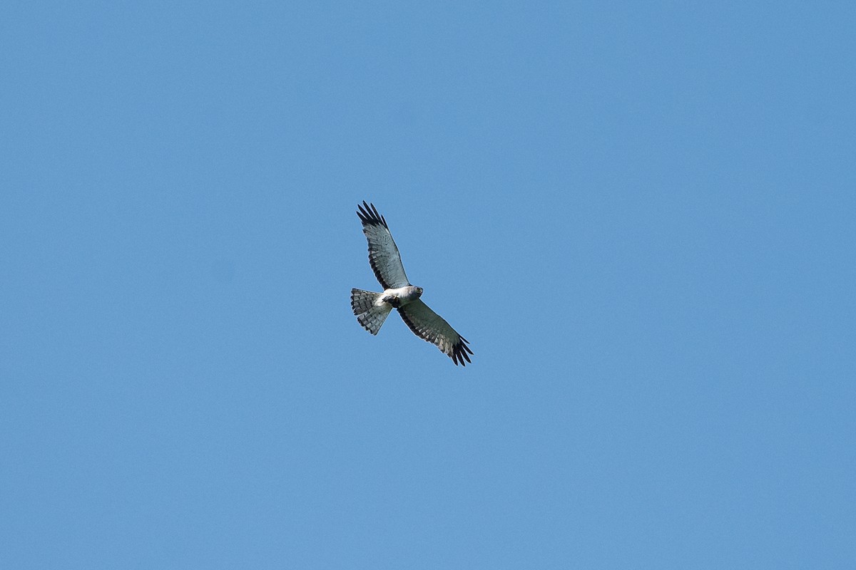 Northern Harrier - ML638819962