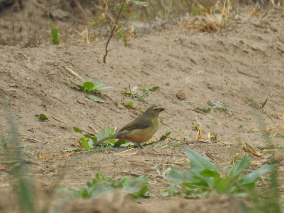 Bluish-gray Saltator - ML638819998