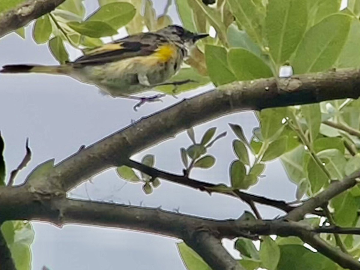 American Redstart - ML638820001