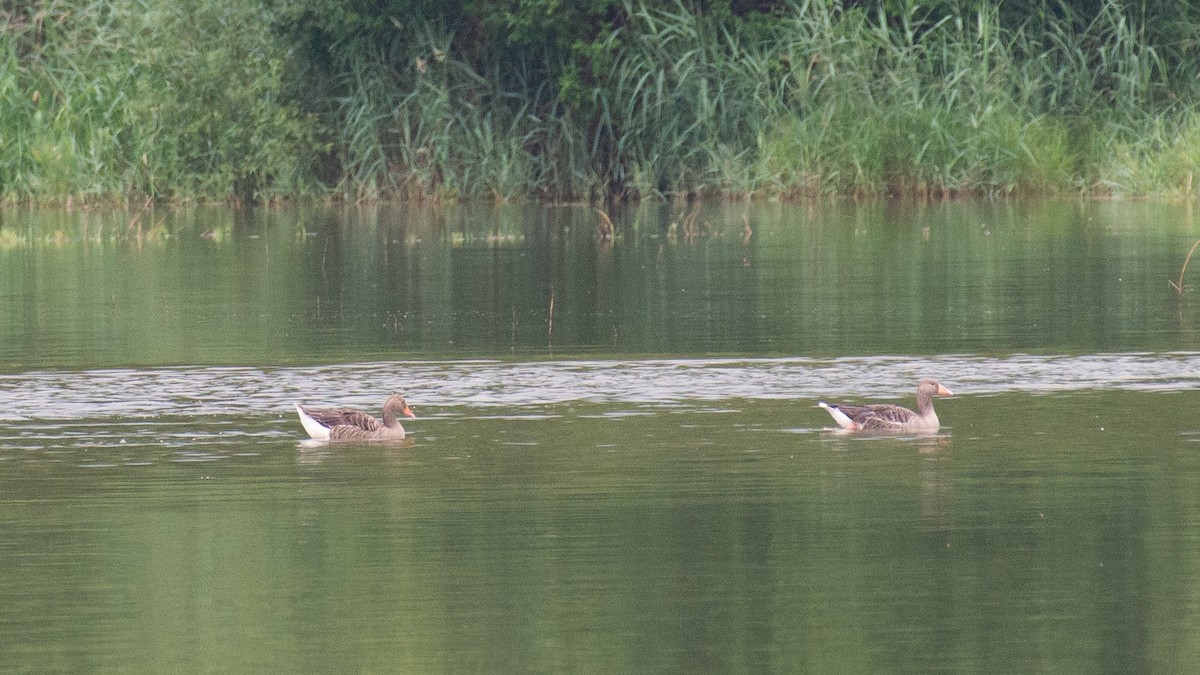 Graylag Goose - ML638820002