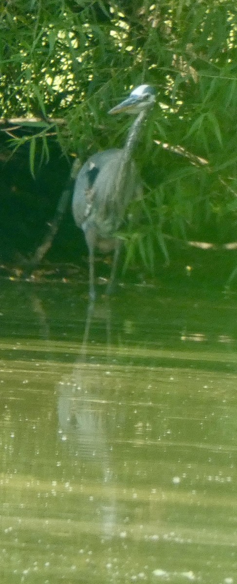 Great Blue Heron - ML638820003