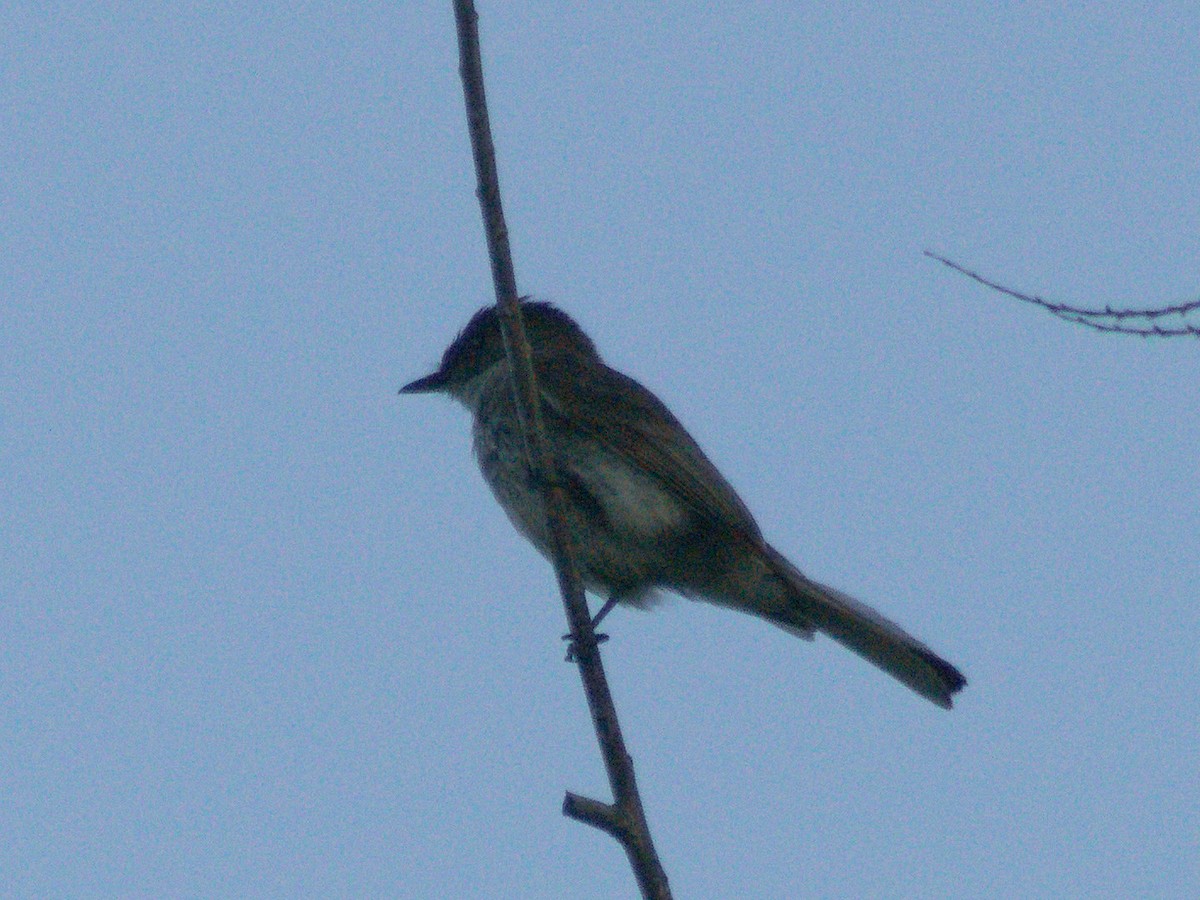 Mosquero Fibí - ML638820008