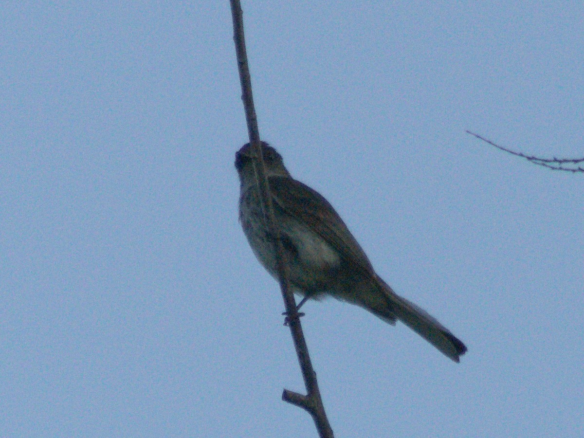 Mosquero Fibí - ML638820012