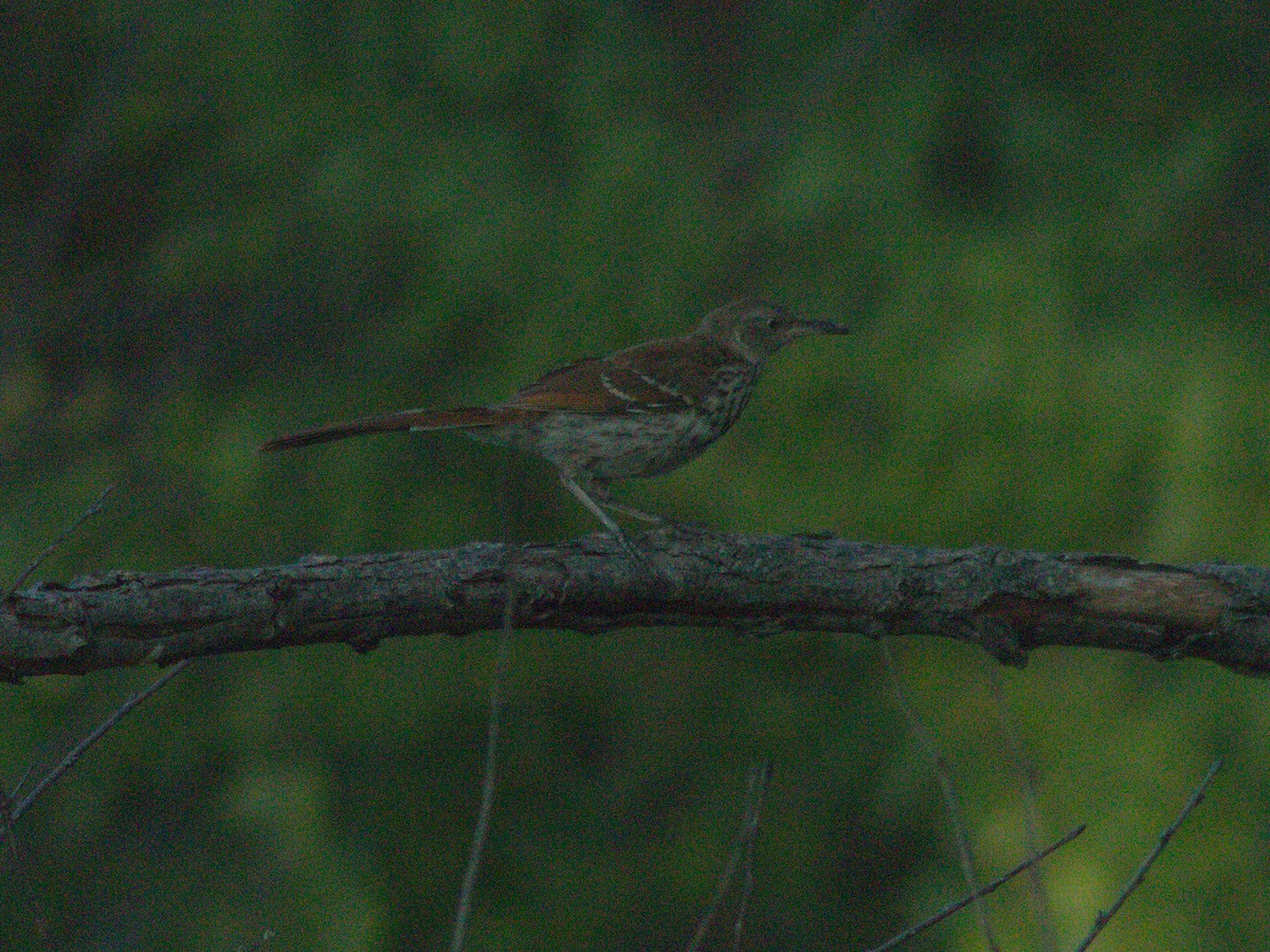 Brown Thrasher - ML638820021