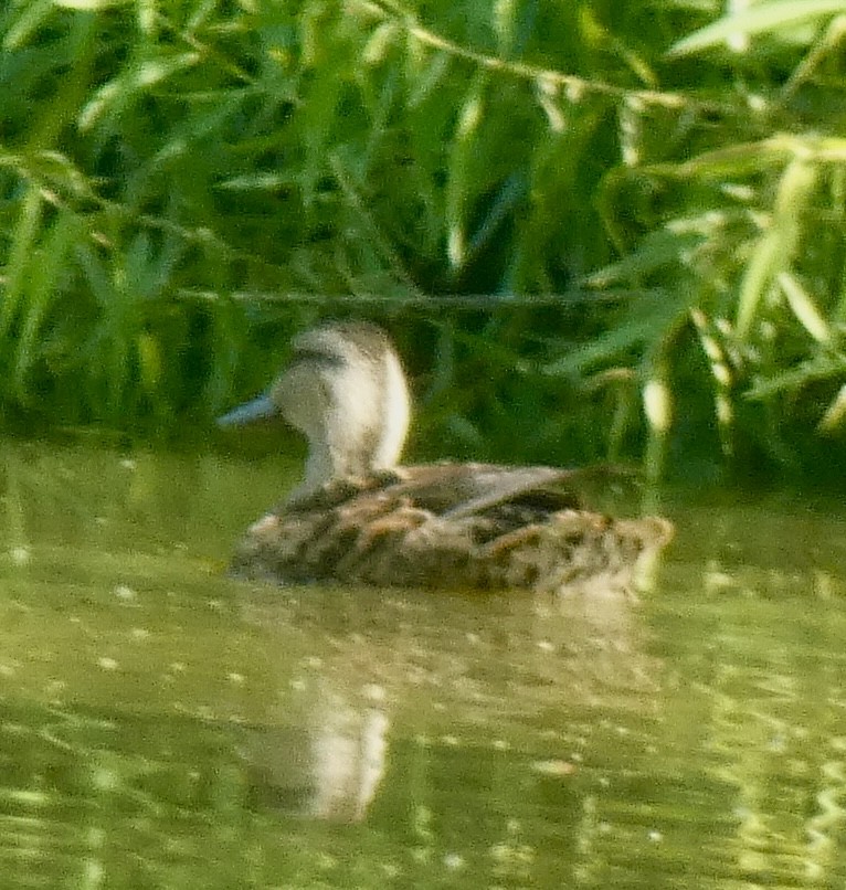 Mallard - ML638820031