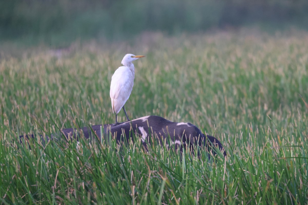 Western Cattle-Egret - ML638820042