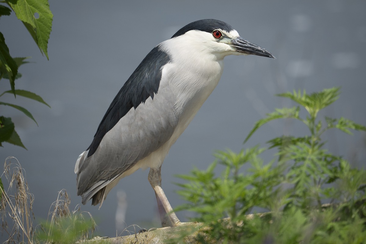 Black-crowned Night Heron - ML638820049