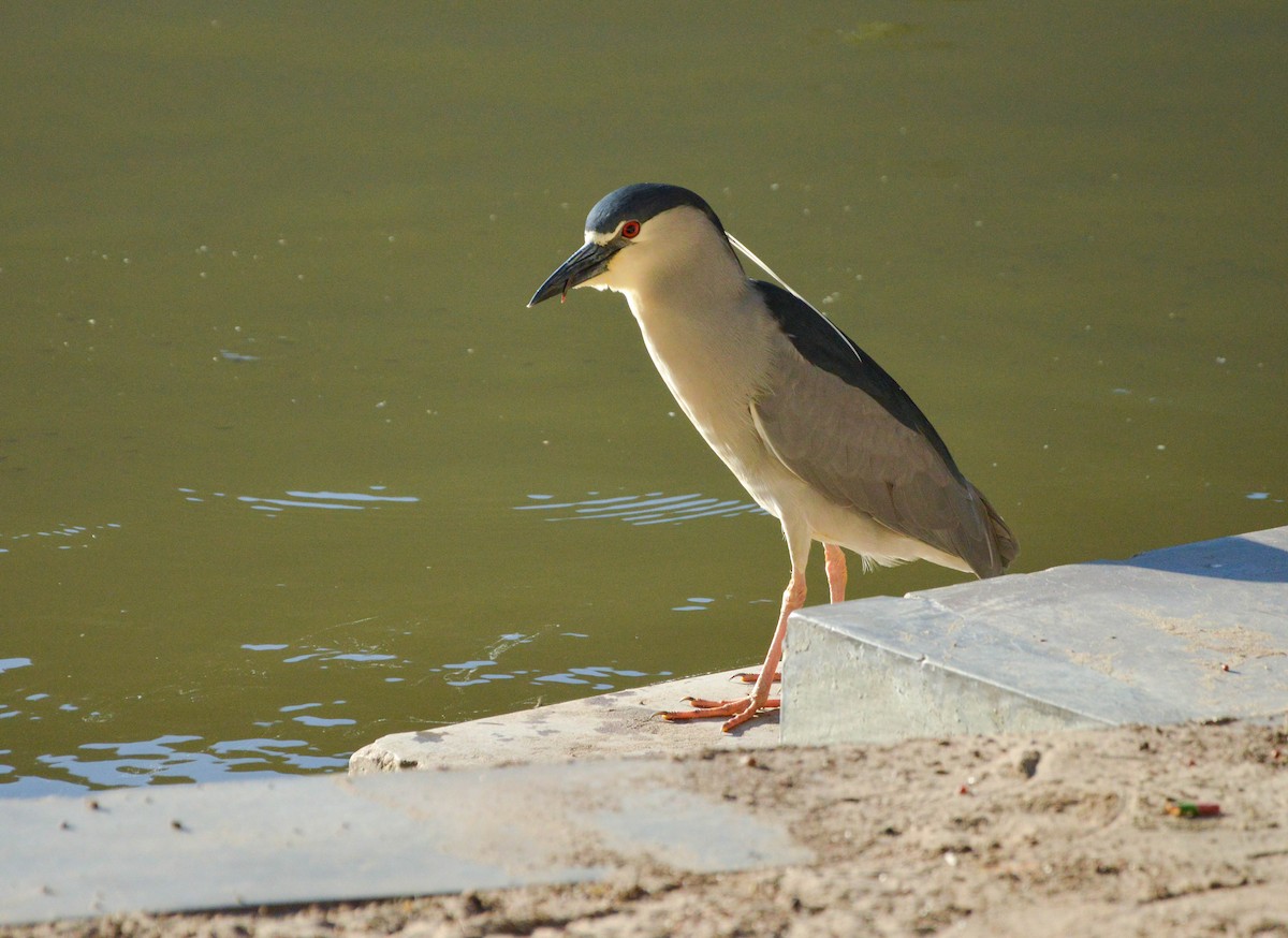 Black-crowned Night Heron - ML638820054