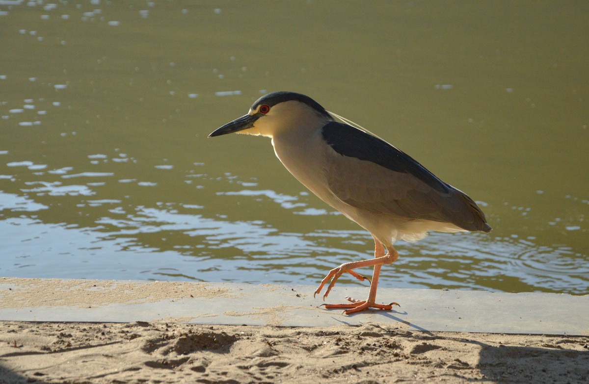 Black-crowned Night Heron - ML638820055