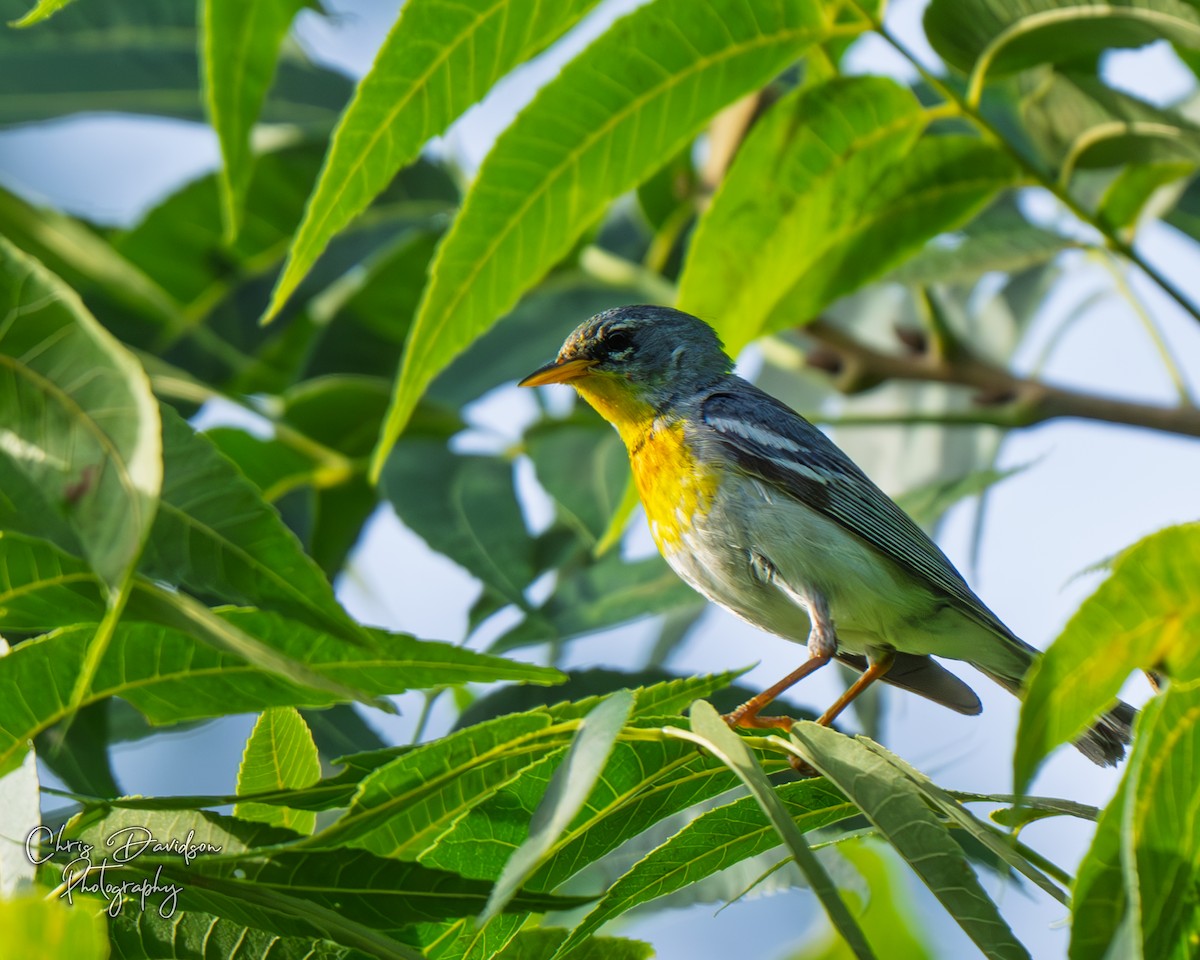 Northern Parula - ML638820068