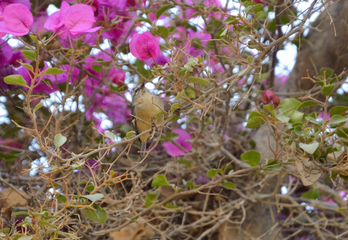 Cinereous Conebill - ML638820073