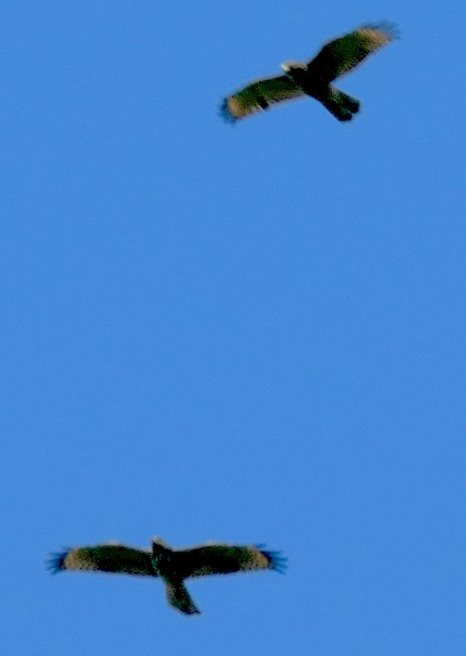 Red-shouldered Hawk - ML638820076