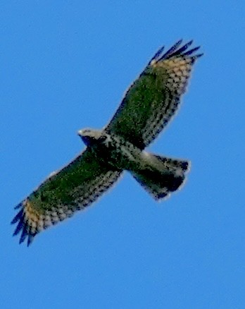 Red-shouldered Hawk - ML638820077