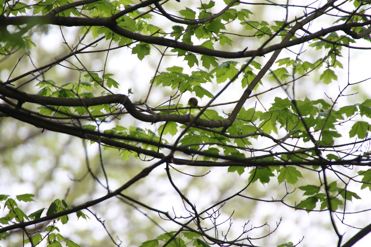 Kirtland's Warbler - ML638820078