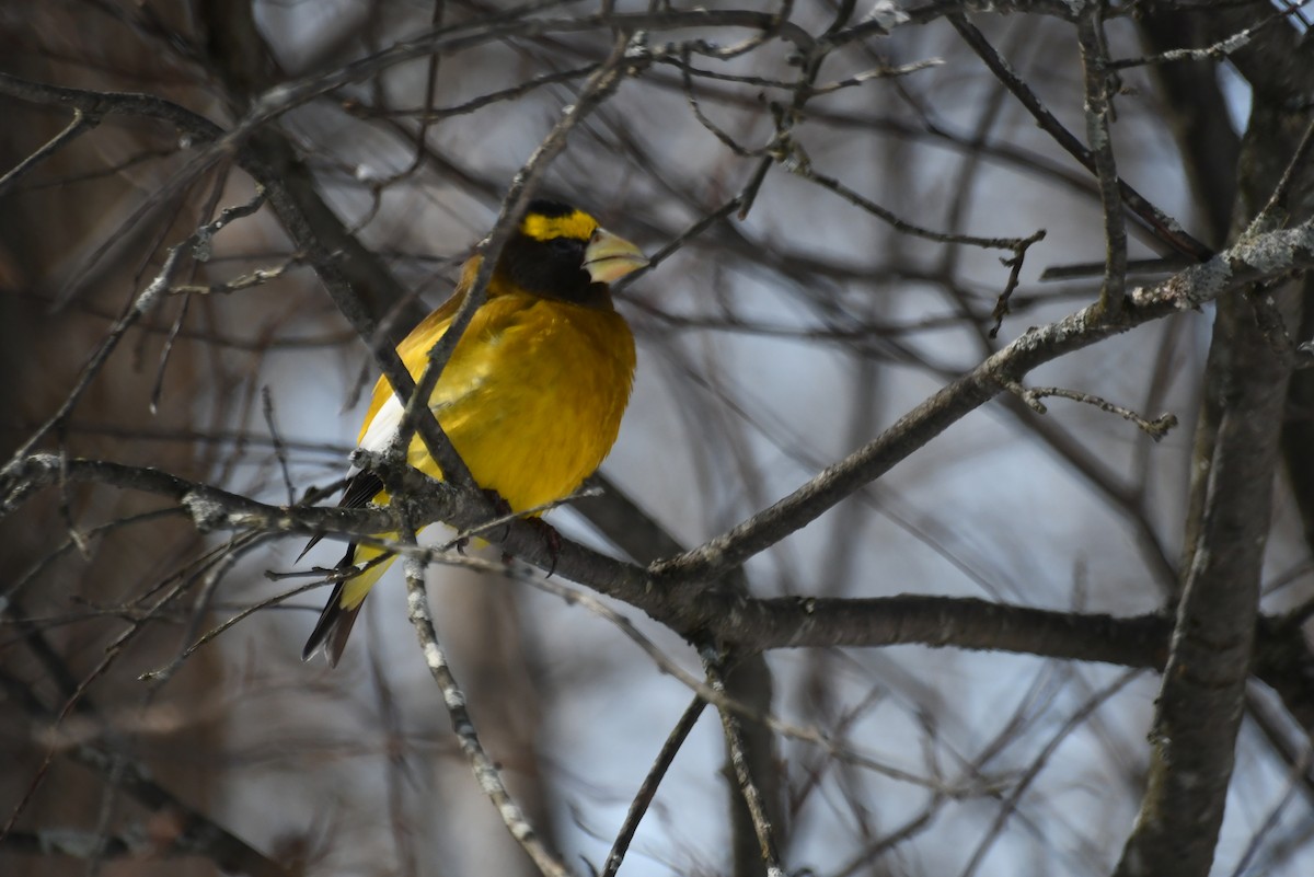 Evening Grosbeak - ML638820086