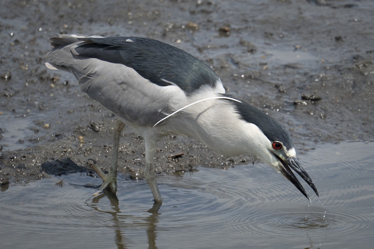 Black-crowned Night Heron - ML638820089