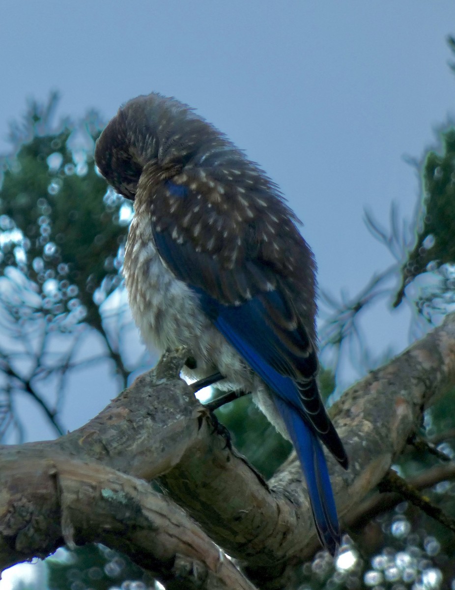 Eastern Bluebird - ML638820100