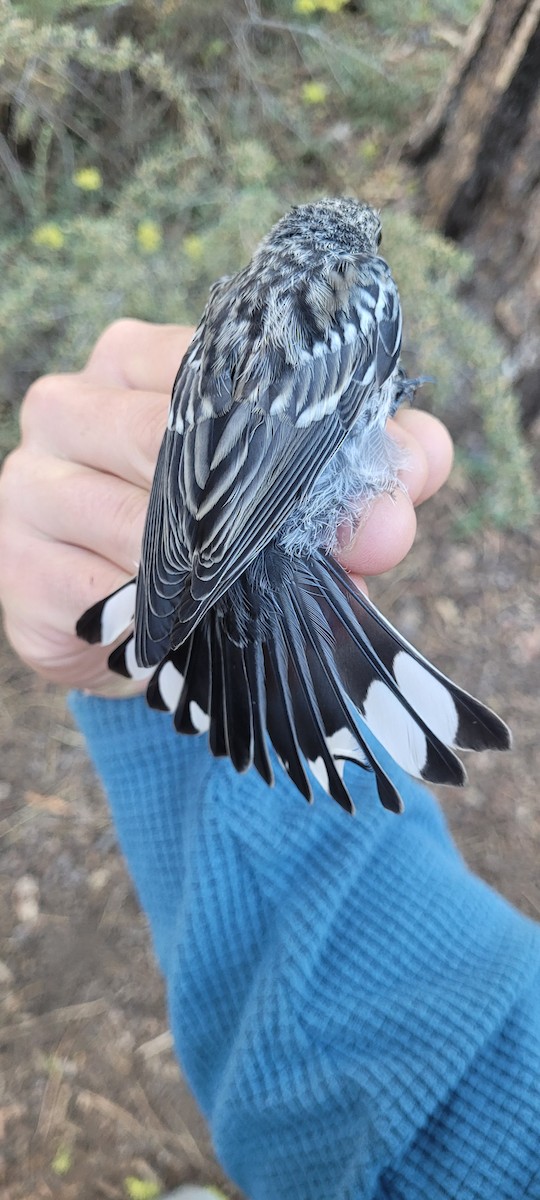 Yellow-rumped Warbler (Audubon's) - ML638820101