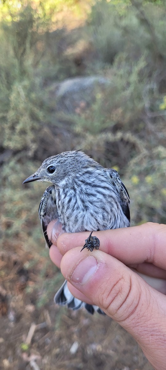 Yellow-rumped Warbler (Audubon's) - ML638820102