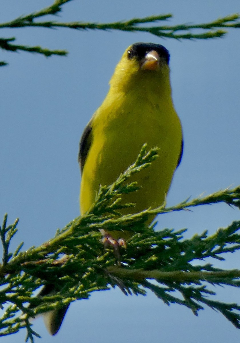 American Goldfinch - ML638820113