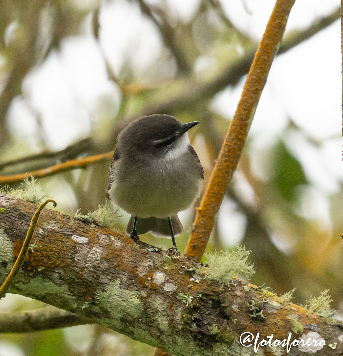 White-throated Tyrannulet - ML638820125