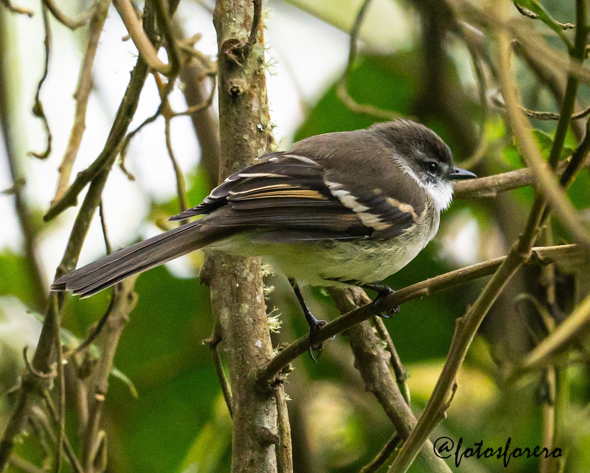 White-throated Tyrannulet - ML638820126