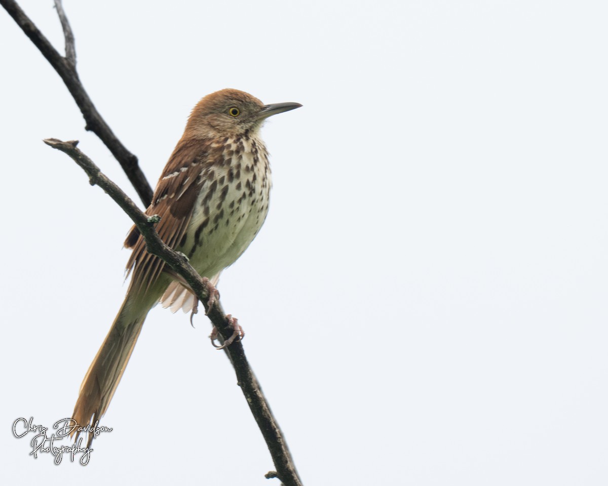Brown Thrasher - ML638820130