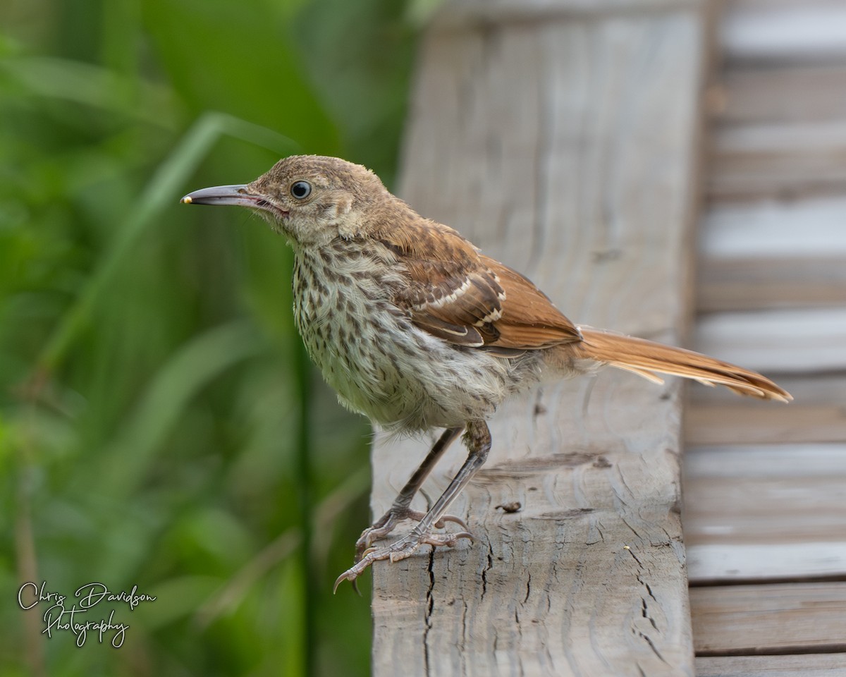 Brown Thrasher - ML638820131