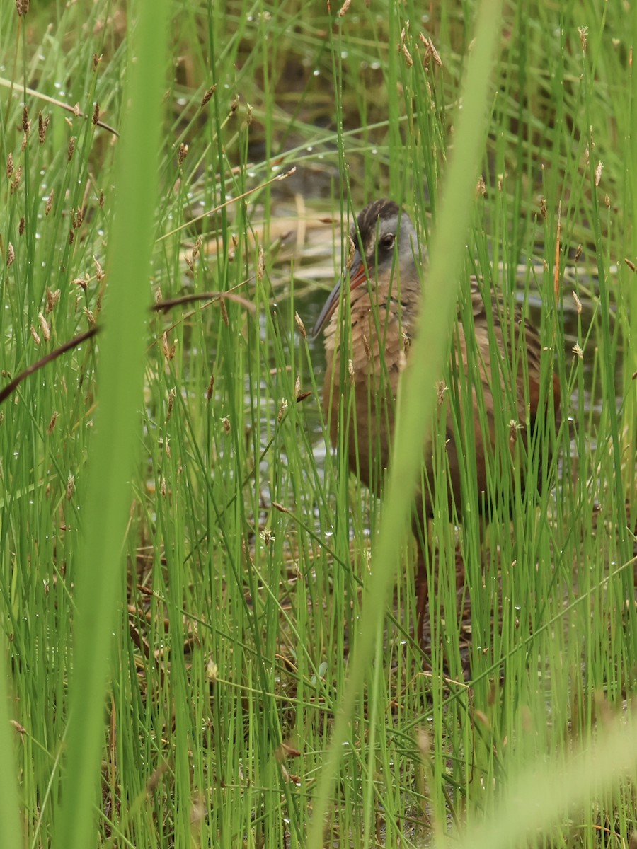 Virginia Rail - ML638820168