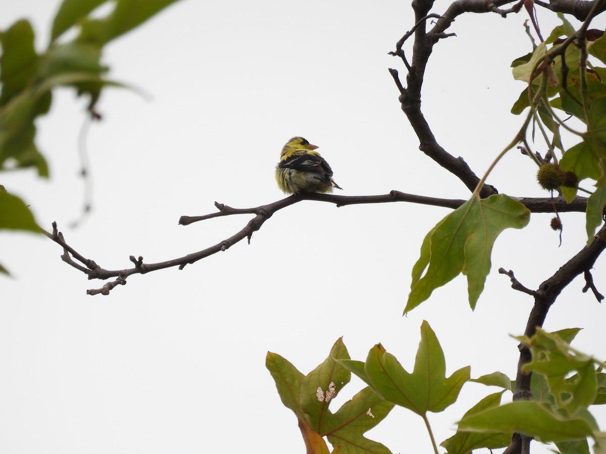 American Goldfinch - ML638820170