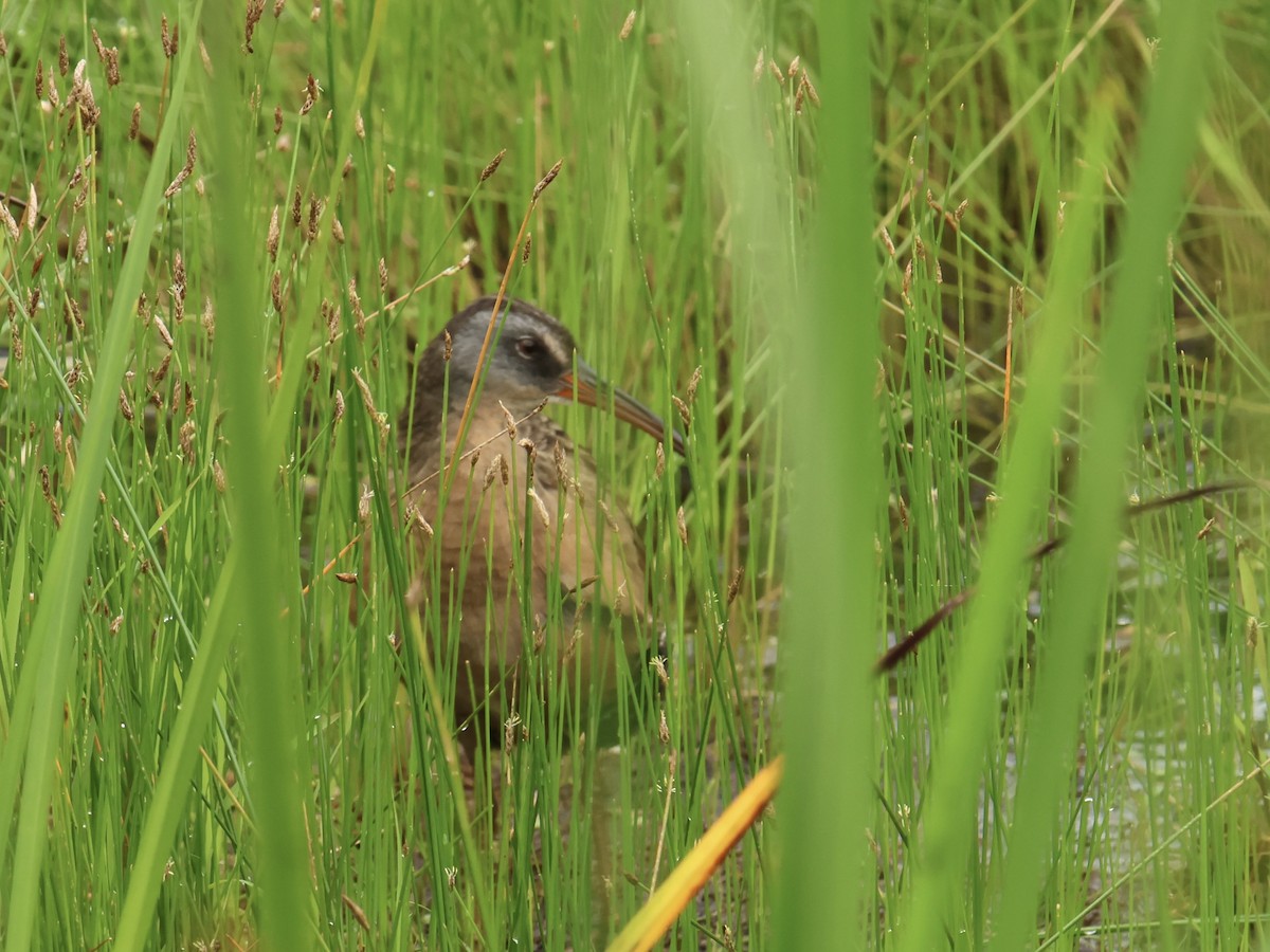 Virginia Rail - ML638820172