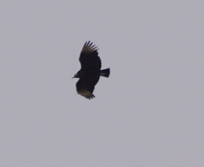 Black Vulture - ML638820210