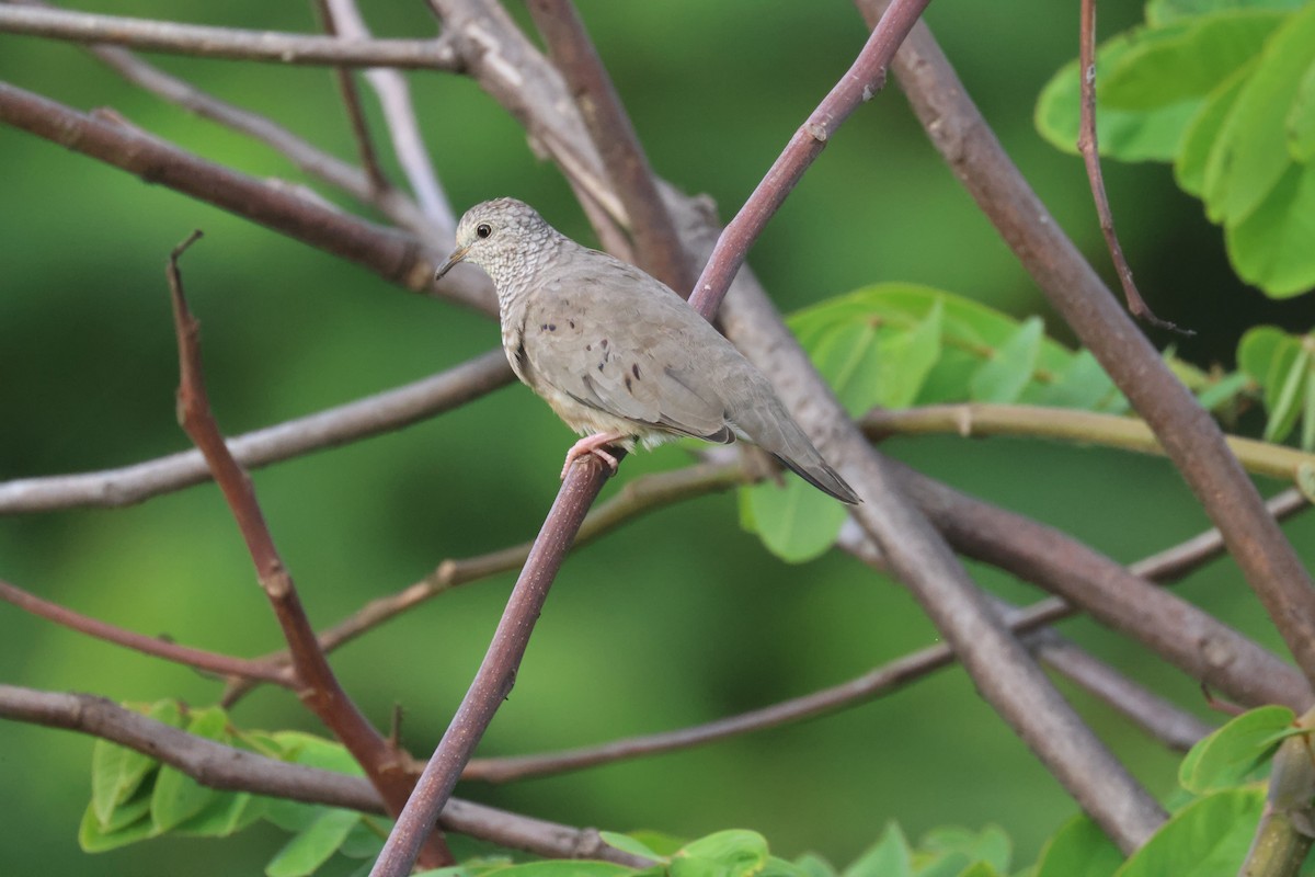 Common Ground Dove - ML638820247