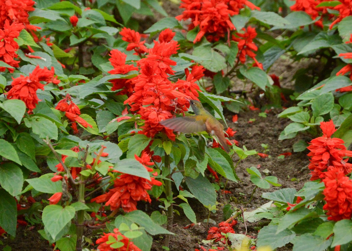 Amazilia Hummingbird - ML638820249