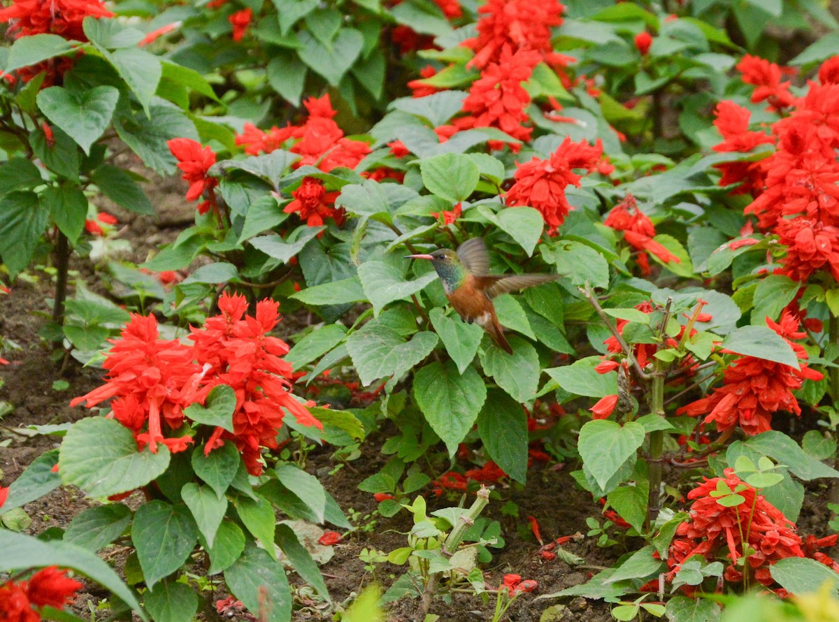 Amazilia Hummingbird - ML638820250