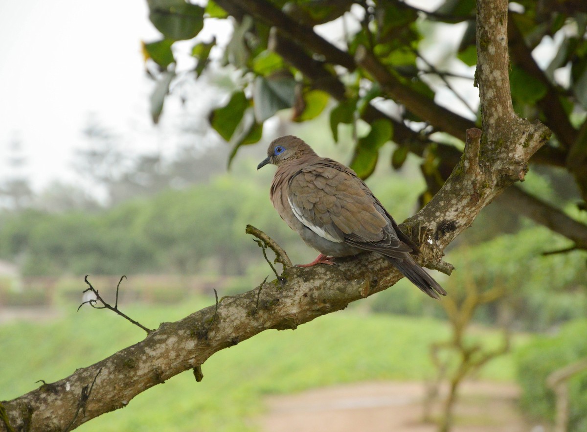 West Peruvian Dove - ML638820255