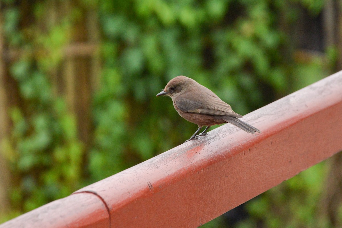 Vermilion Flycatcher - ML638820262
