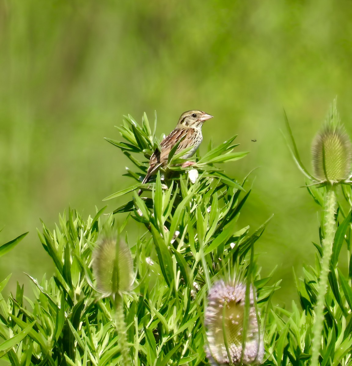 Henslow's Sparrow - ML638820280