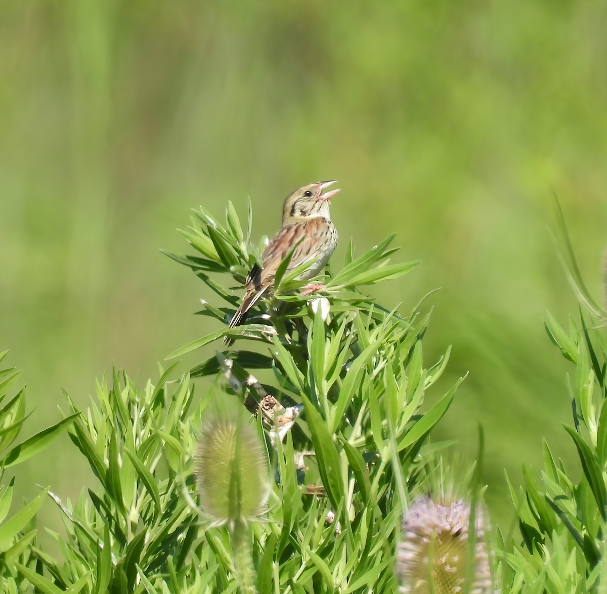 Henslow's Sparrow - ML638820281