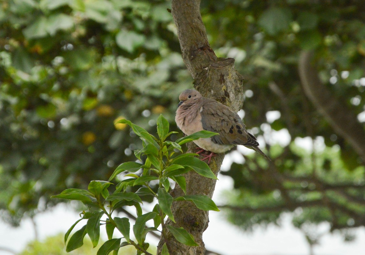 Eared Dove - ML638820318