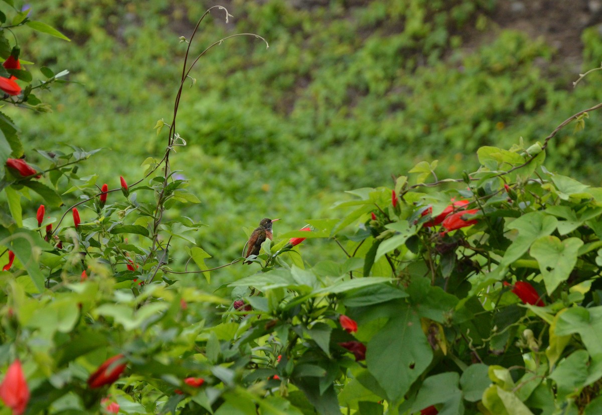 Amazilia Hummingbird - ML638820329